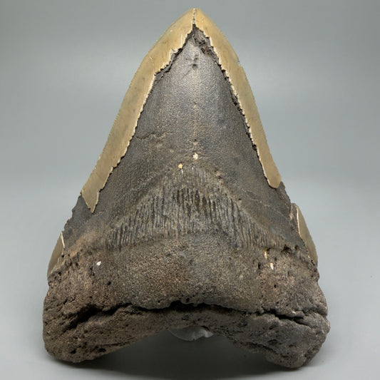 LARGE, affordable 5.43" Fossil Megalodon Tooth - Wilmington North Carolina CM5372 - Front