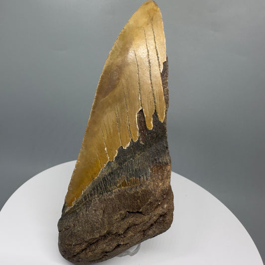 LARGE, affordable 5.94" Fossil Megalodon Tooth - Wilmington North Carolina CM5328 - Front