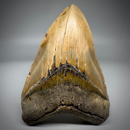 LARGE, colorful 5.24" Fossil Megalodon Tooth - Wilmington North Carolina CM5300 - Front 