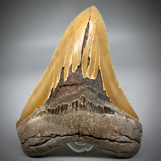 LARGE, serrated 5.43" Fossil Megalodon Tooth - Wilmington North Carolina CM599 - Front