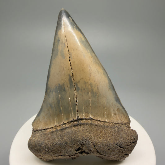 Large 2.84" Fossil Extinct Mako - Isurus hastalis Shark Tooth from Southeast USA M592 - Front