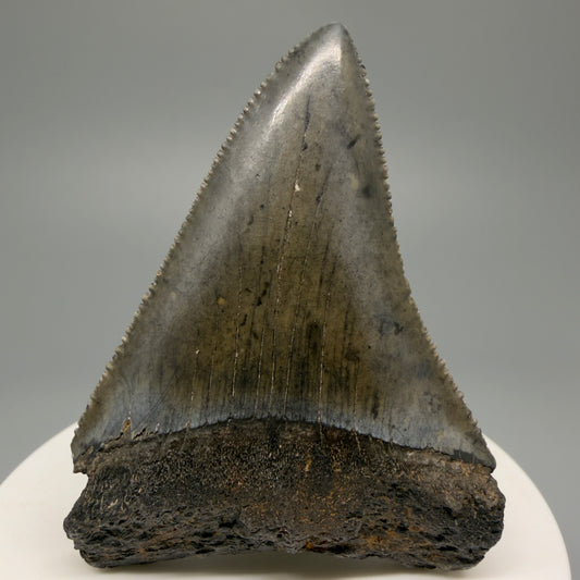 Large, sharply serrated 2.45" Fossil Great White Shark Tooth - South Carolina GW1232 - Front