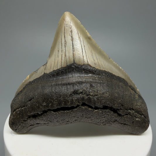 Lateral colorful 2.45" Fossil Megalodon Tooth from North Carolina CM5334 - Front