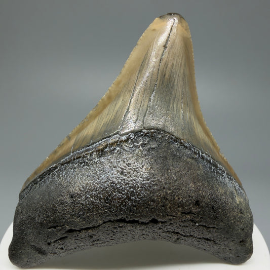 Lateral colorful 2.65" Fossil Megalodon Tooth from North Carolina CM5337 - Front