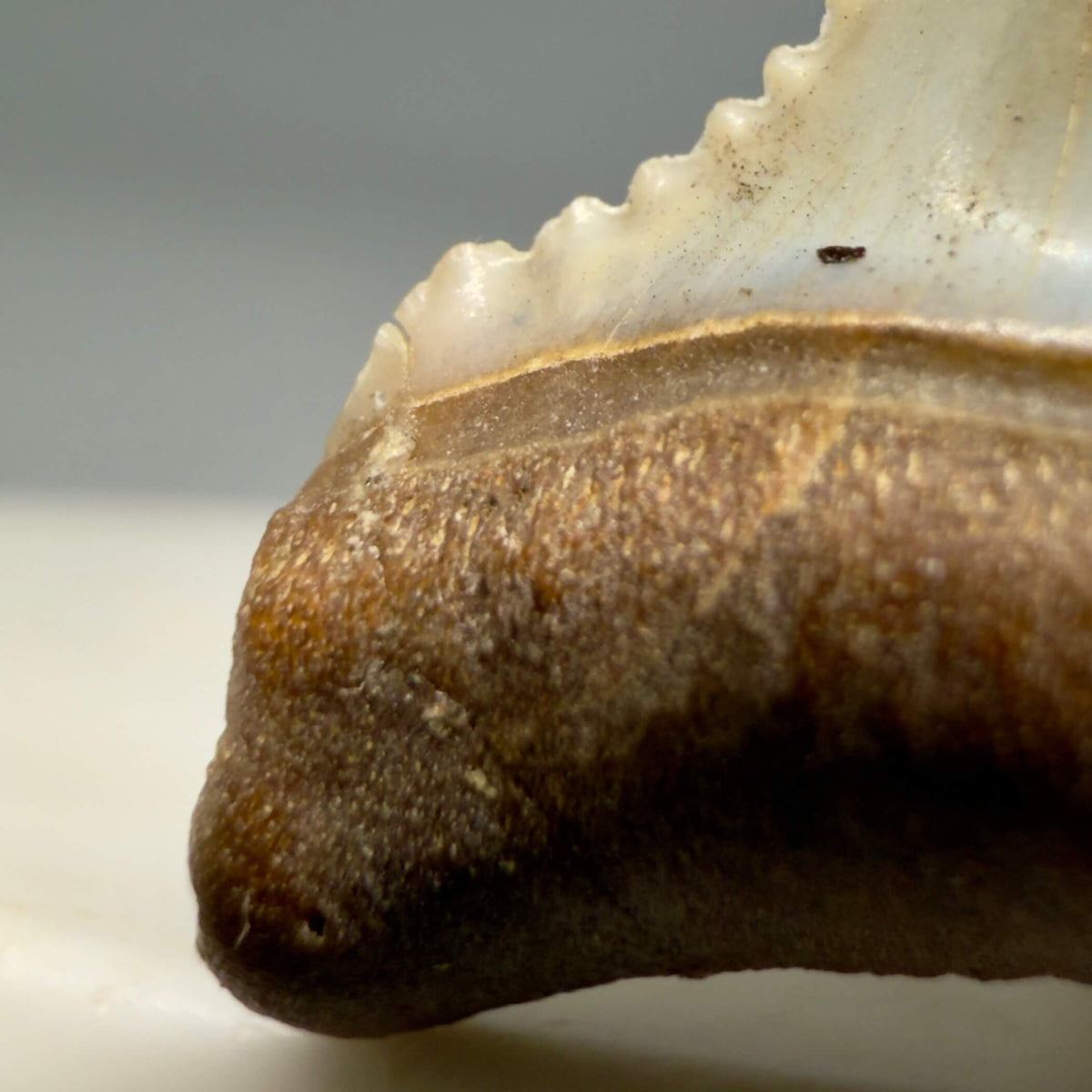 Left Cusp Detail Front View Very colorful, sharply serrated 1.03" long Fossil Great White Tooth from the deserts of Peru megalodonteeth.com GW1393