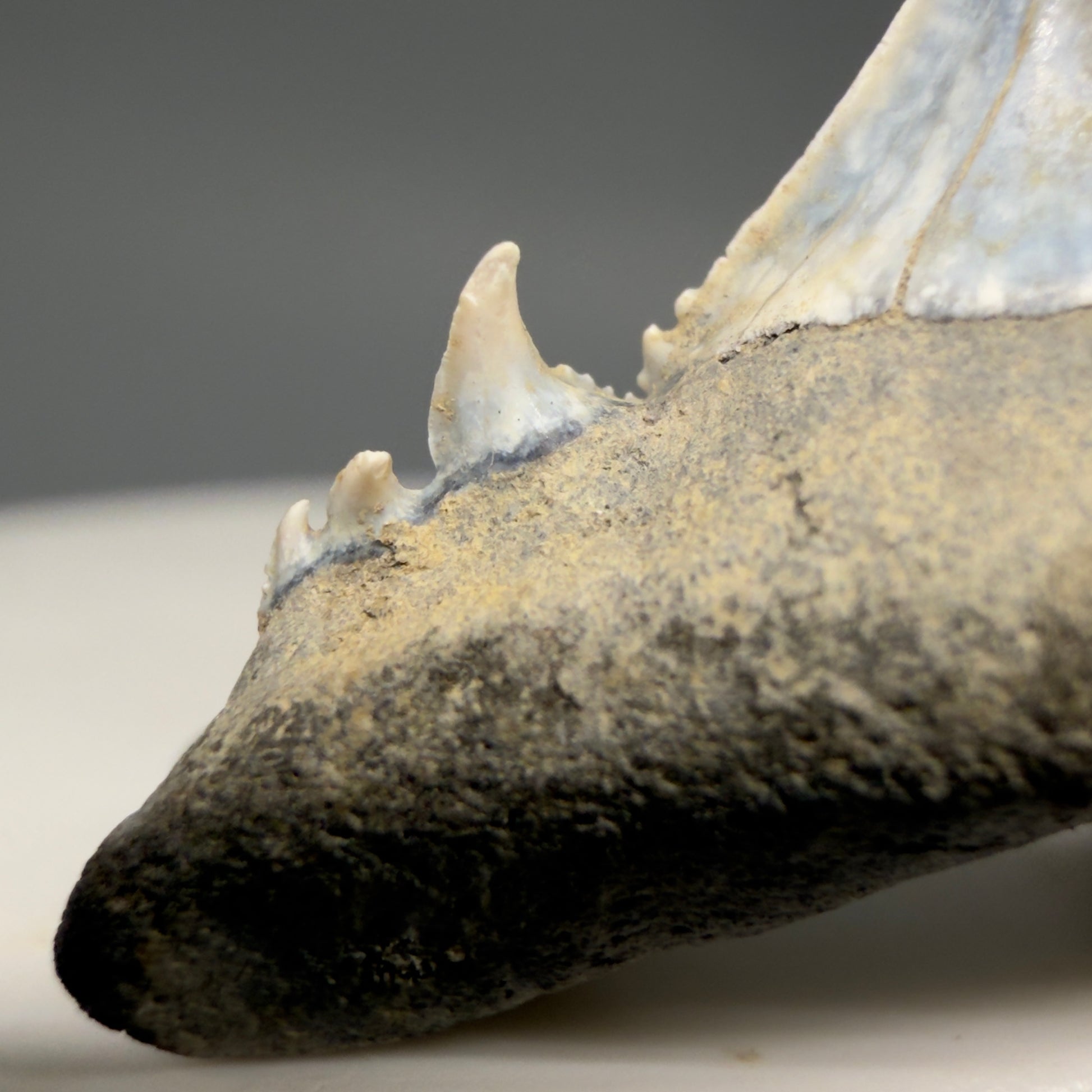 Left Cusp Details View Exquisite blue, triple cusped  1.30" Fossil Extinct Sand Tiger Shark tooth from Russia megalodonteeth.com R655