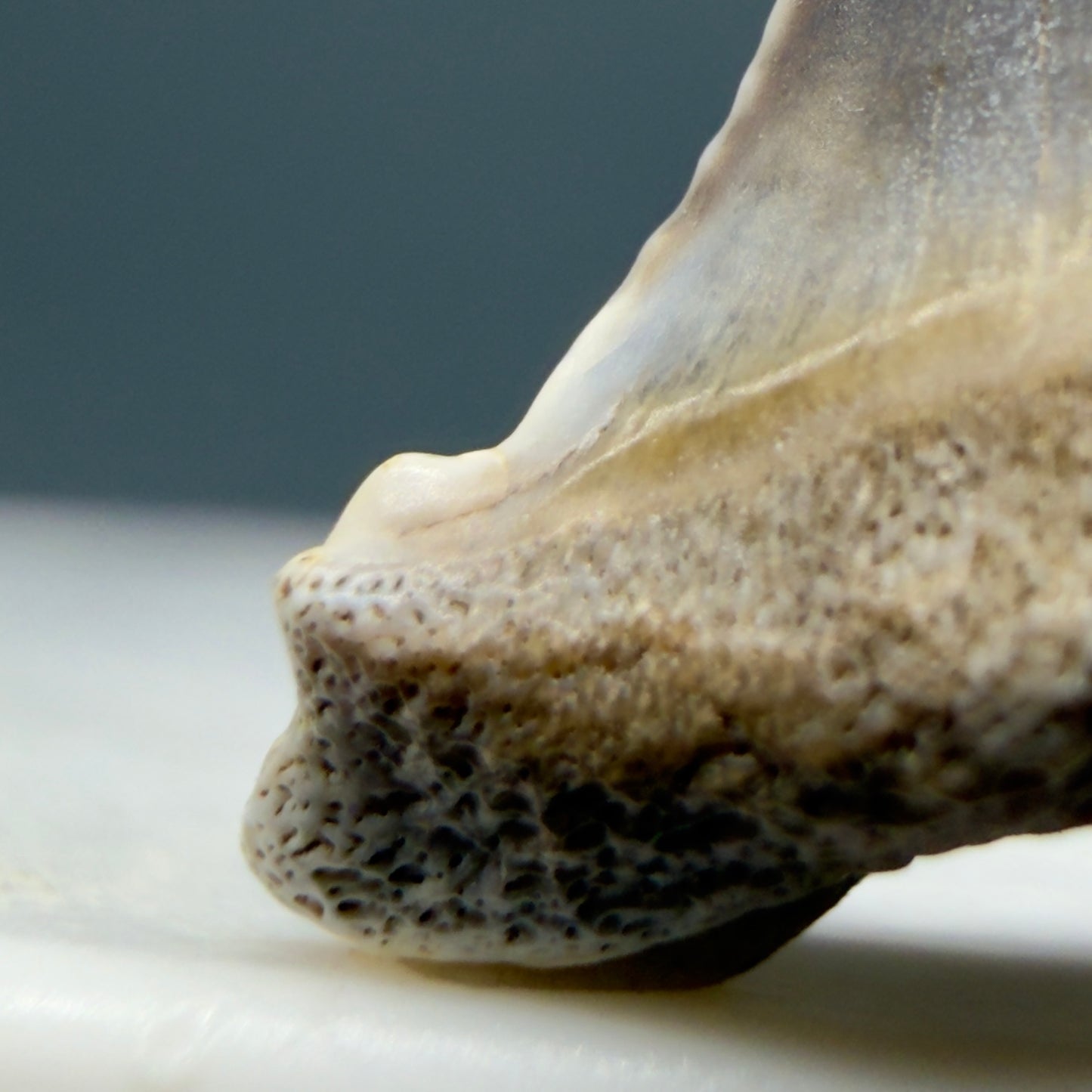 Left Cusp detail View Baby Upper Anterior 0.72" Juvenile Fossil Great White Shark Tooth from Peru GW1353