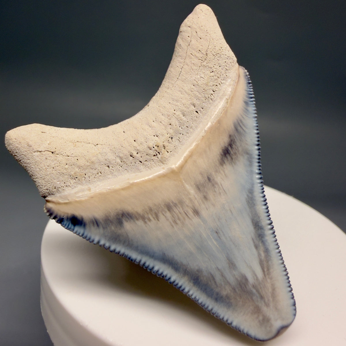 Left Right View Colorful, serrated 2.15" Fossil Megalodon Shark Tooth - Bone Valley, Florida megalodonteeth.com CM6742
