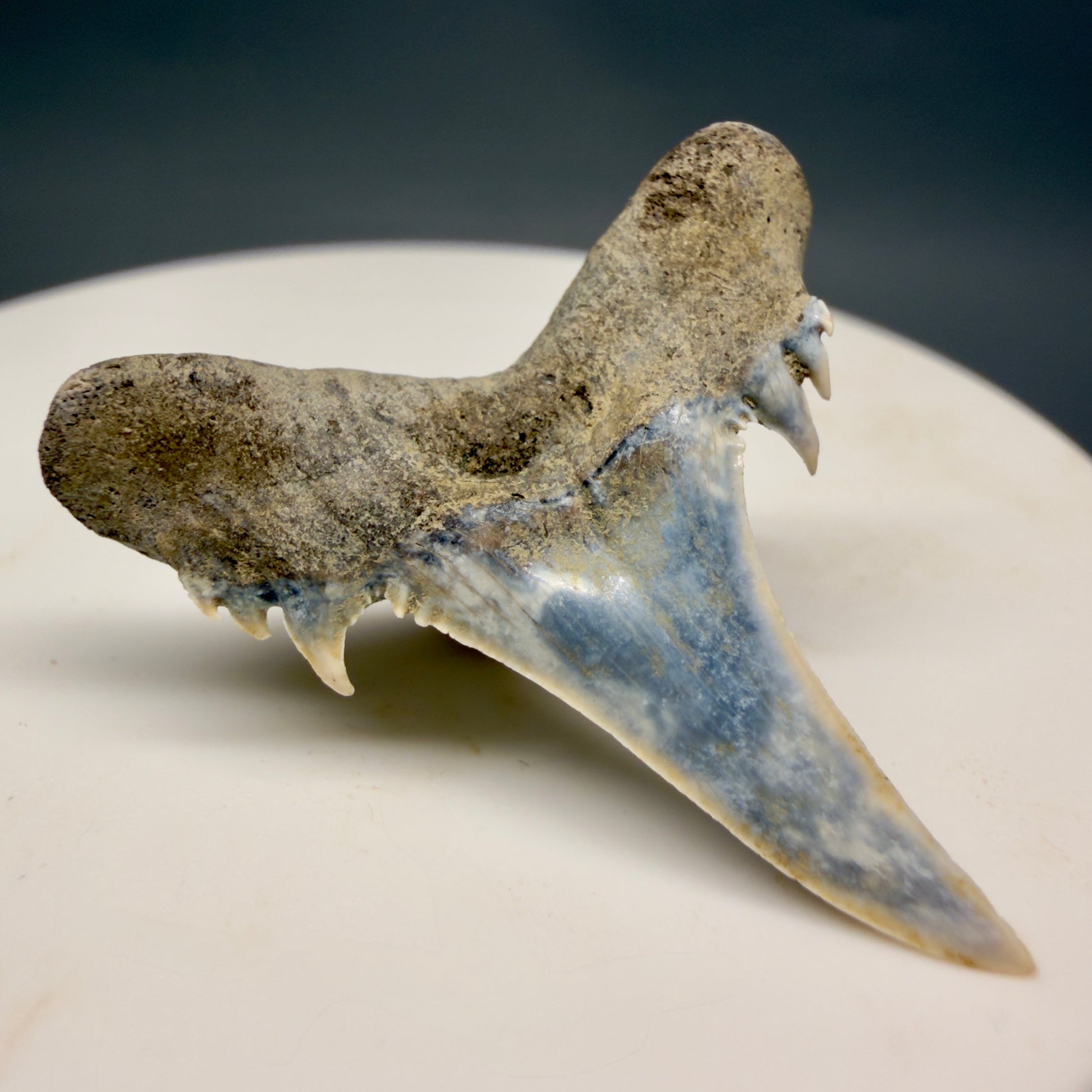 Left Right View Exquisite blue, triple cusped  1.30" Fossil Extinct Sand Tiger Shark tooth from Russia megalodonteeth.com R655