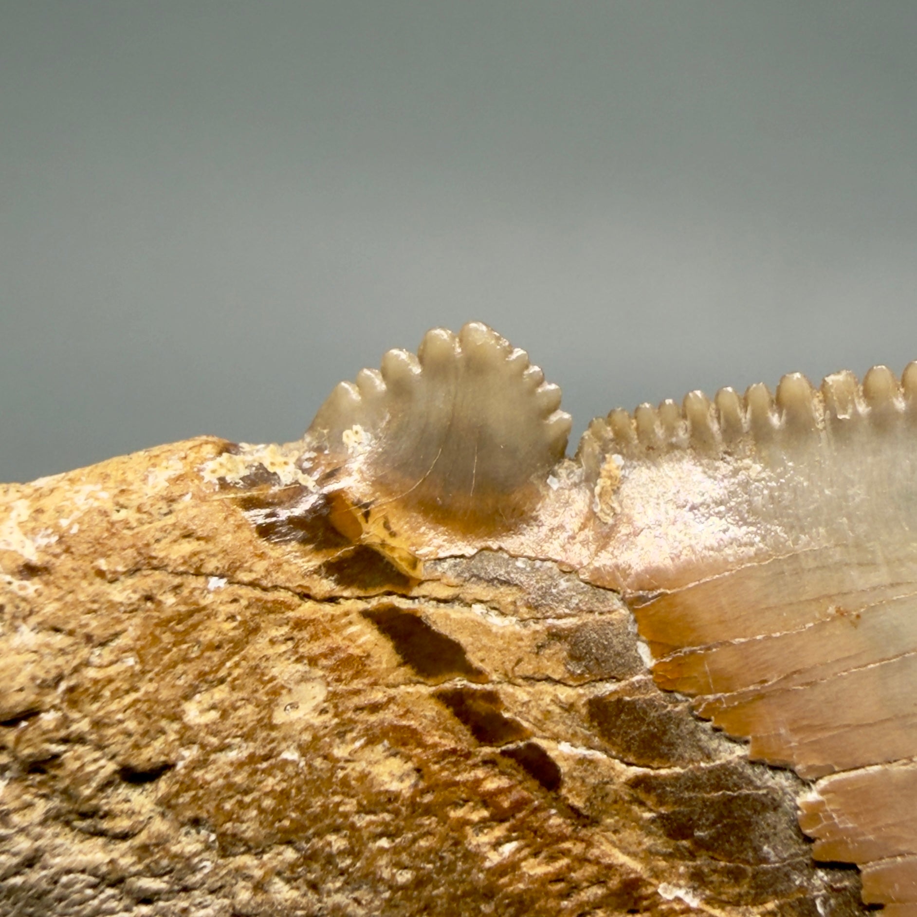 Left cusp detail View Collector's Quality 2.51" Fossil Carcharocles angustidens Shark Tooth from Charleston, South Carolina AN472