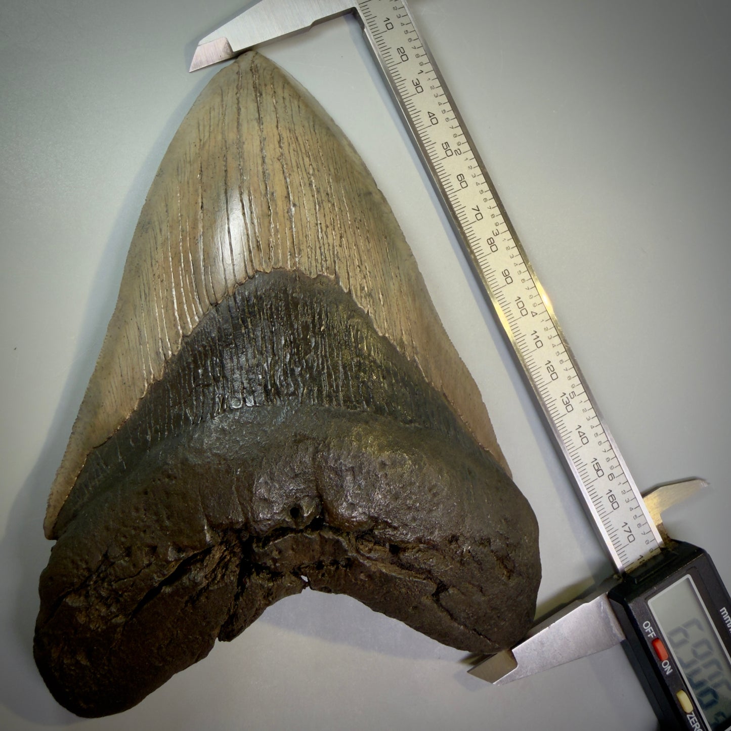 On calipers View Close to Max size of 7" Fossil Monster Megalodon Tooth - South Carolina, USA megalodonteeth.com CM6608 