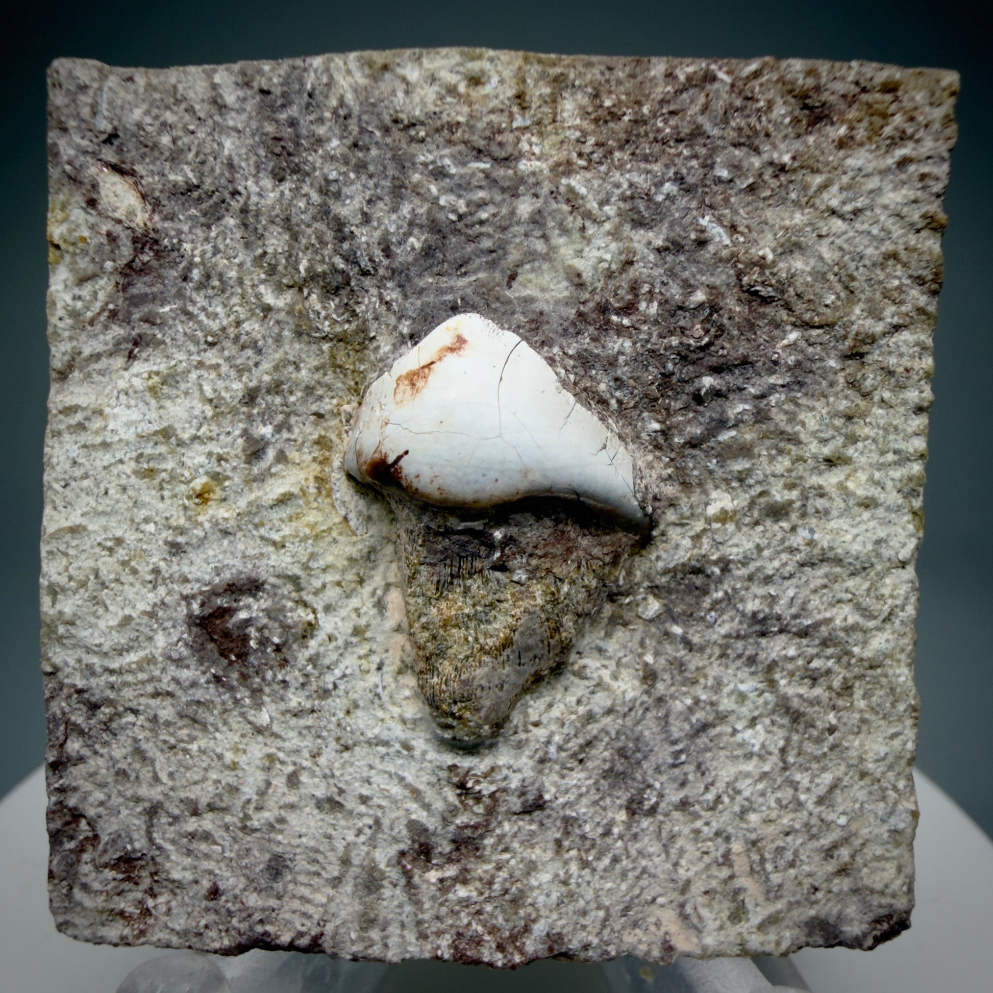 Front View Rare 0.93" Extinct Petalodont Shark Tooth- Texas - 300 million years old R633
