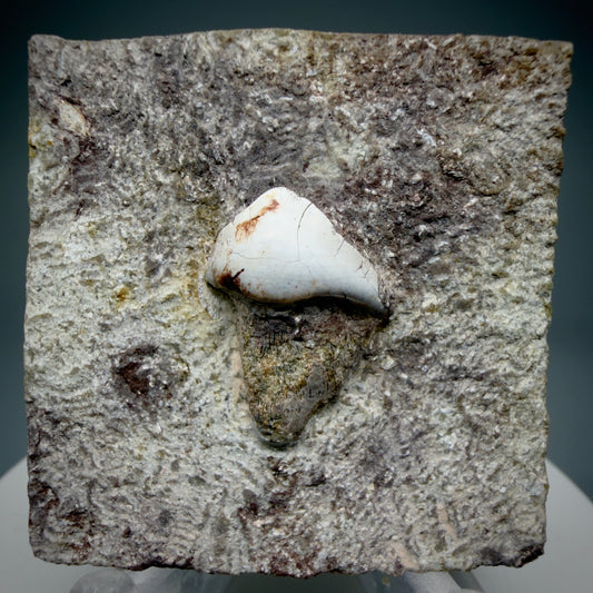 Front View Rare 0.93" Extinct Petalodont Shark Tooth- Texas - 300 million years old R633