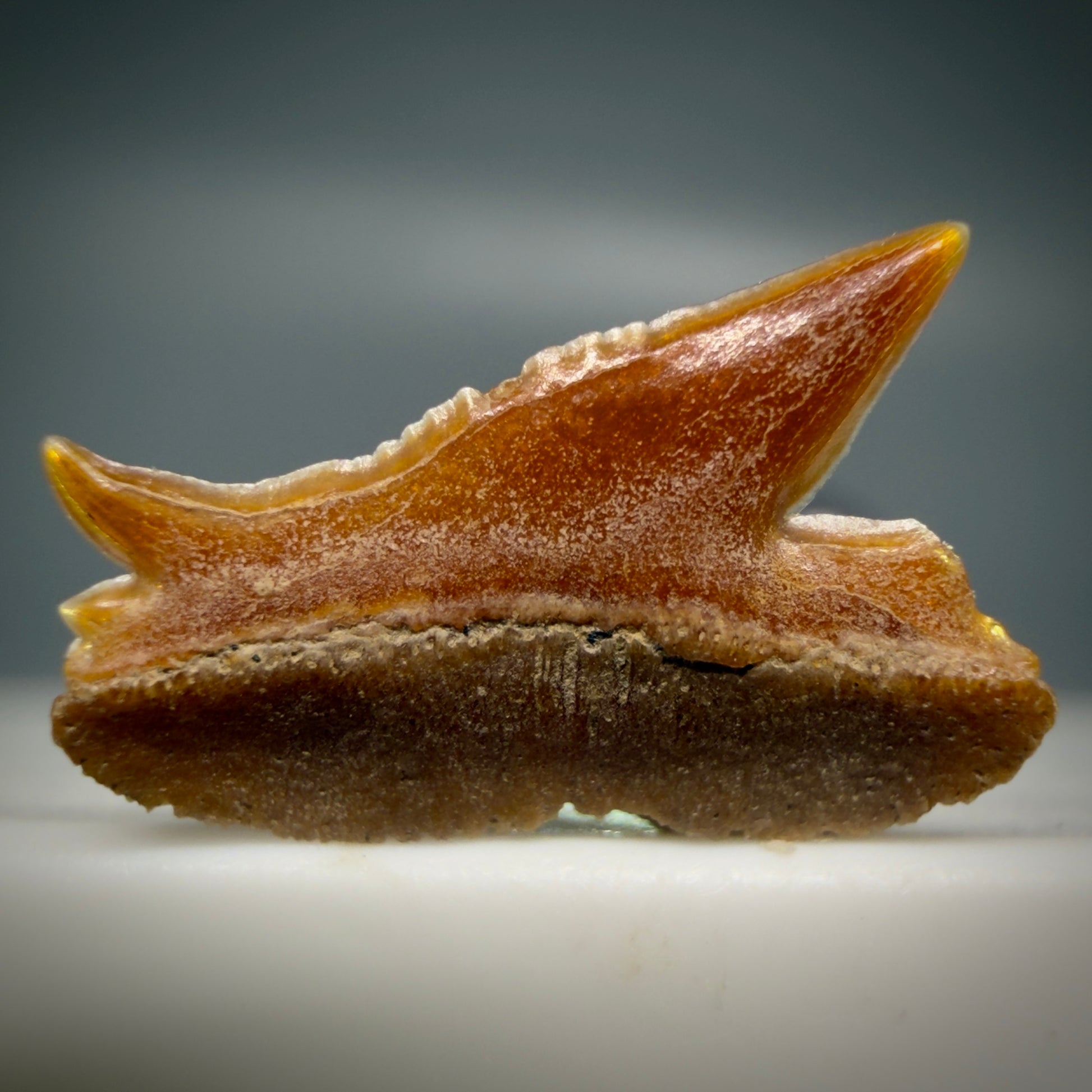 Front View Rare, gorgeous 0.47" Fossil Echinorhinus blakei - Bramble Shark Tooth - Chile R637