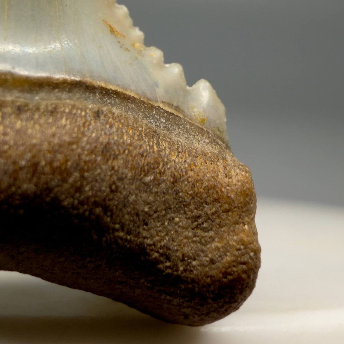 Right Cusp Detail Front View Very colorful, sharply serrated 1.03" long Fossil Great White Tooth from the deserts of Peru megalodonteeth.com GW1393