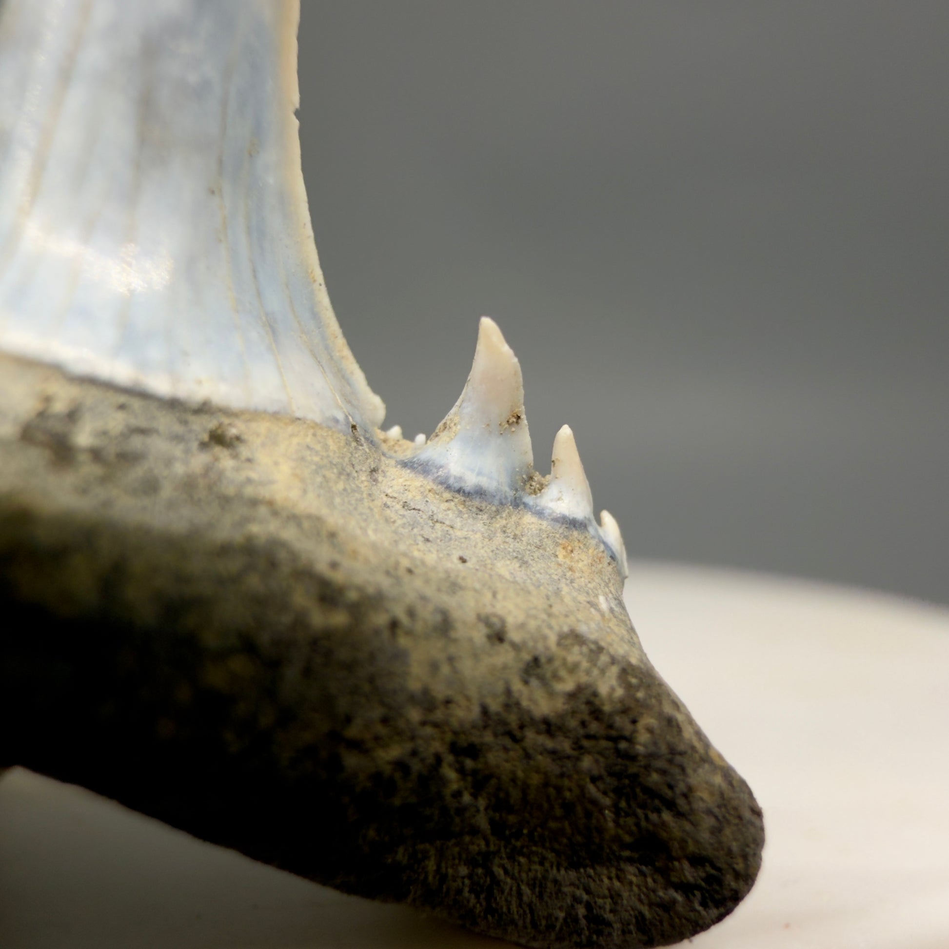 Right Cusp Details View Exquisite blue, triple cusped  1.30" Fossil Extinct Sand Tiger Shark tooth from Russia megalodonteeth.com R655