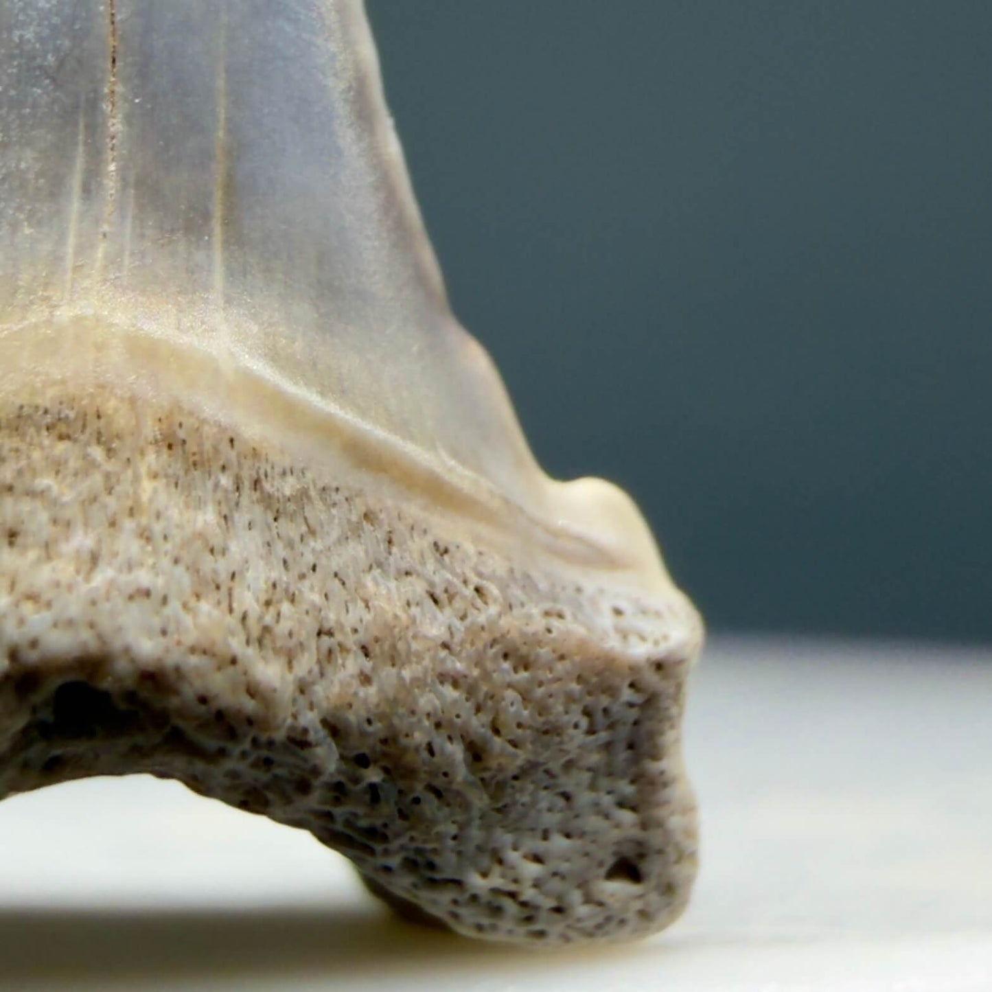 Right Cusp detail View Baby Upper Anterior 0.72" Juvenile Fossil Great White Shark Tooth from Peru GW1353