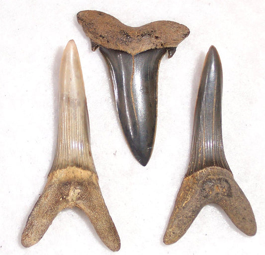 Scapanorhynchus texanus