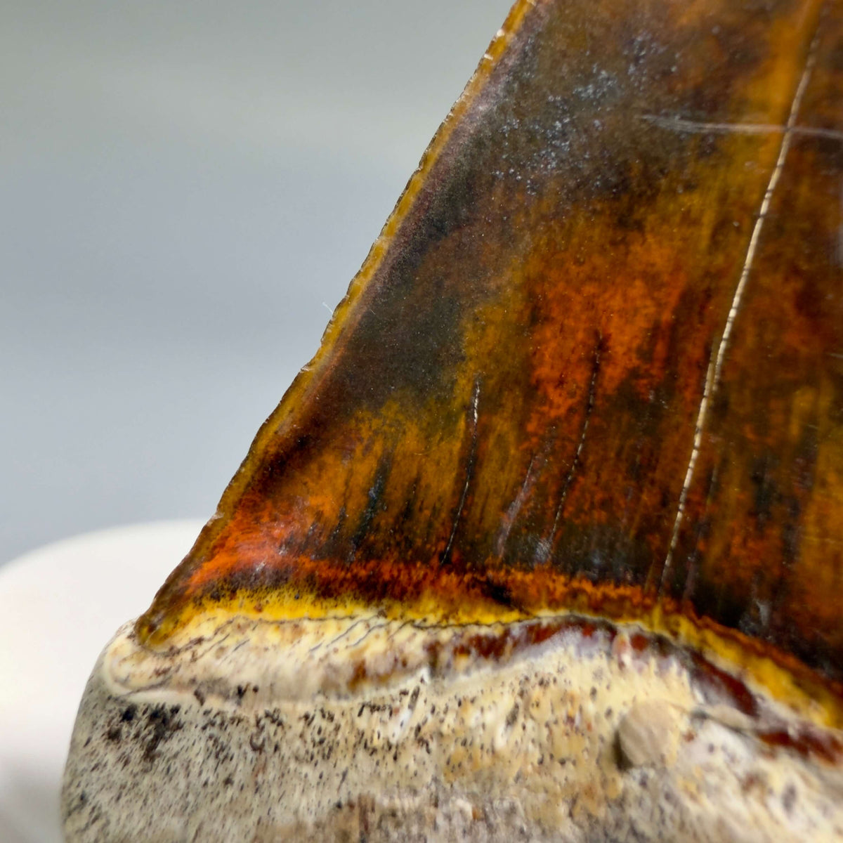 Serration details Back Left View Stunning, high quality 2.03" long Fossil Transitional Great White - Carcharodon hubbelli Tooth from Peru megalodonteeth.com GW1398 