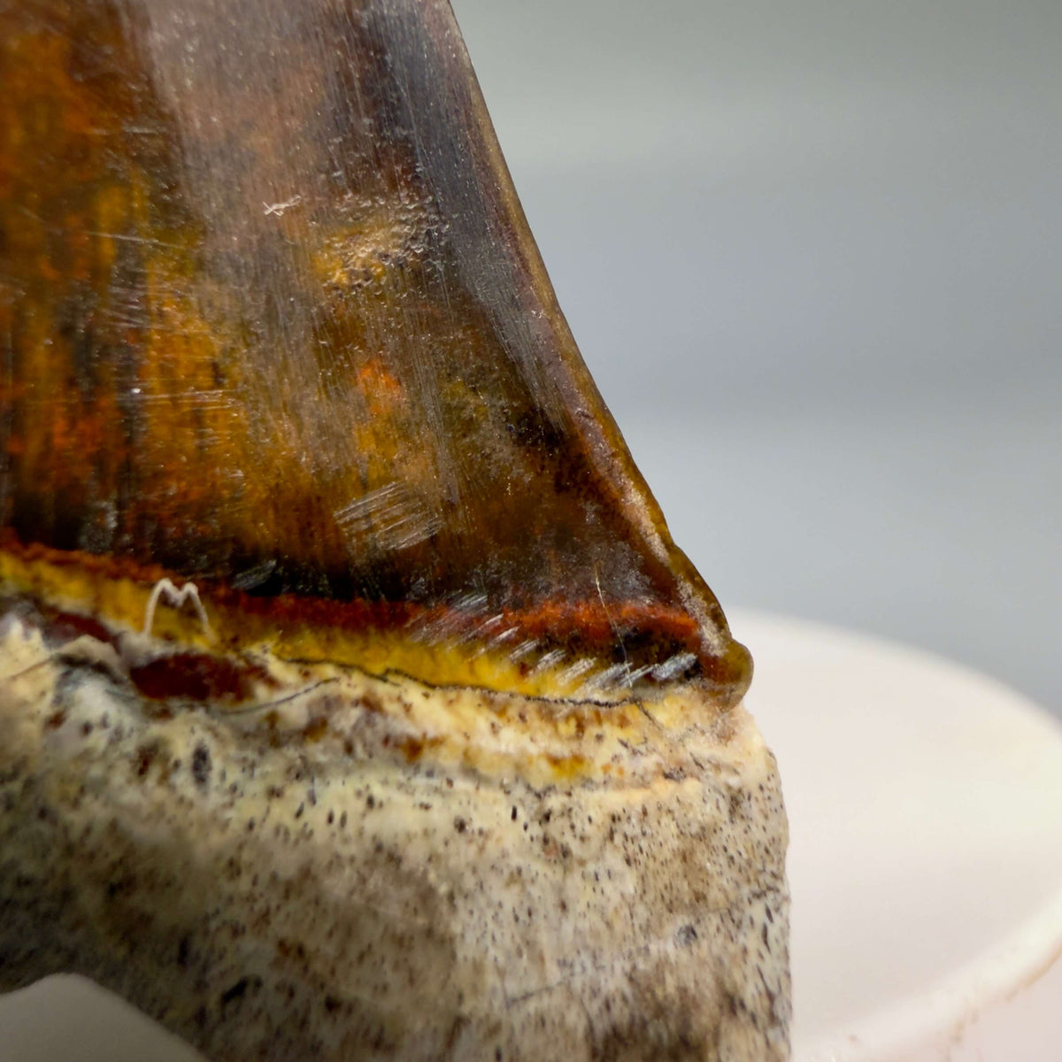 Serration details Back Right View Stunning, high quality 2.03" long Fossil Transitional Great White - Carcharodon hubbelli Tooth from Peru megalodonteeth.com GW1398 