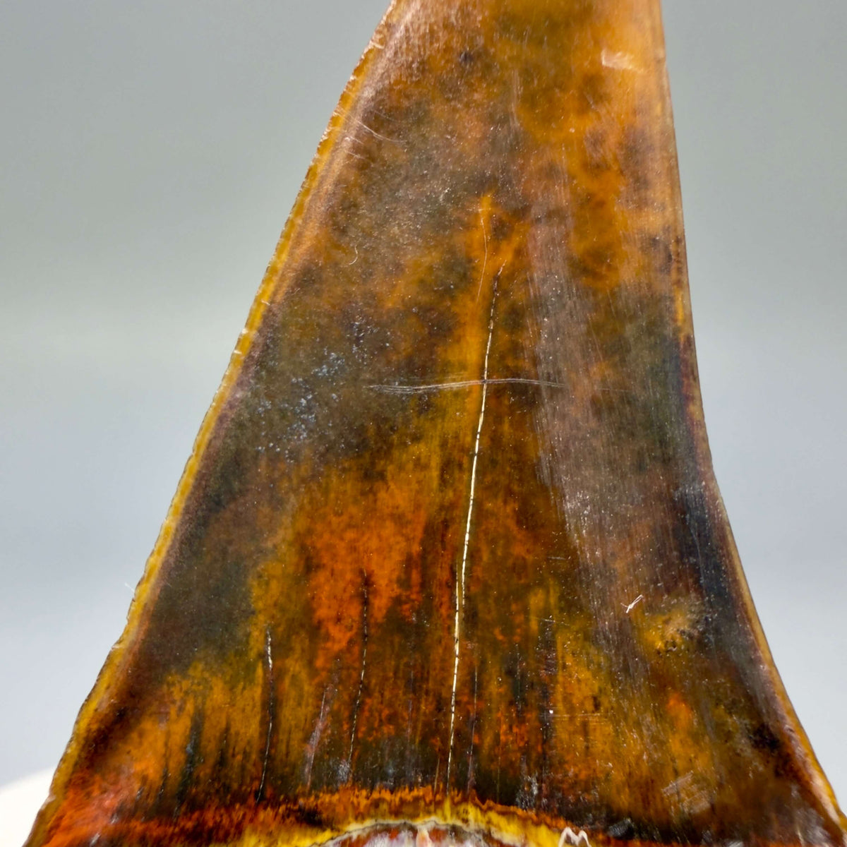 Serration details Back View Stunning, high quality 2.03" long Fossil Transitional Great White - Carcharodon hubbelli Tooth from Peru megalodonteeth.com GW1398 
