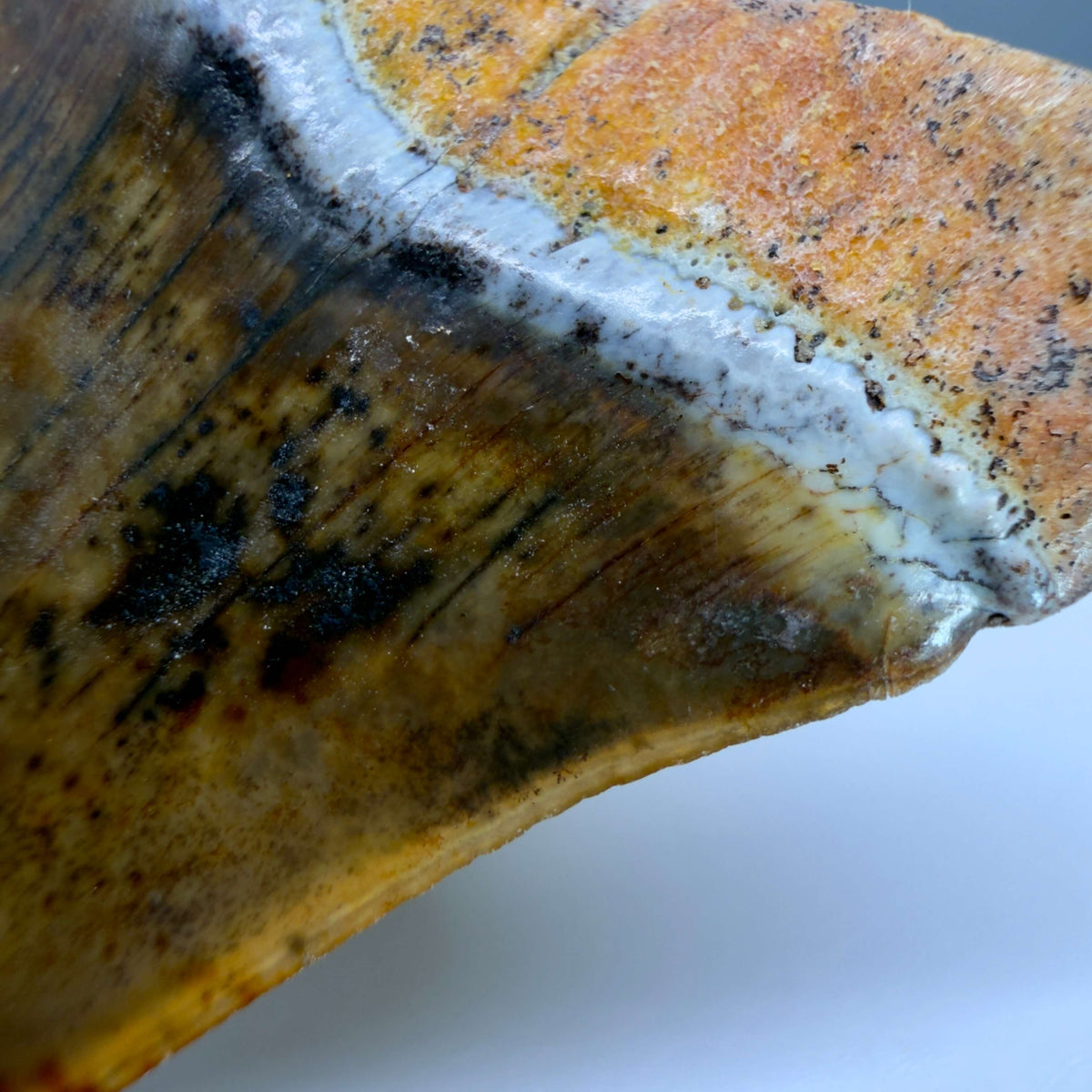 Serrations detail Stunning, high quality 1.99" long Fossil Transitional Great White - Carcharodon hubbelli Tooth from Peru | Fossil for Sale megalodonteeth.com GW1379 - 1