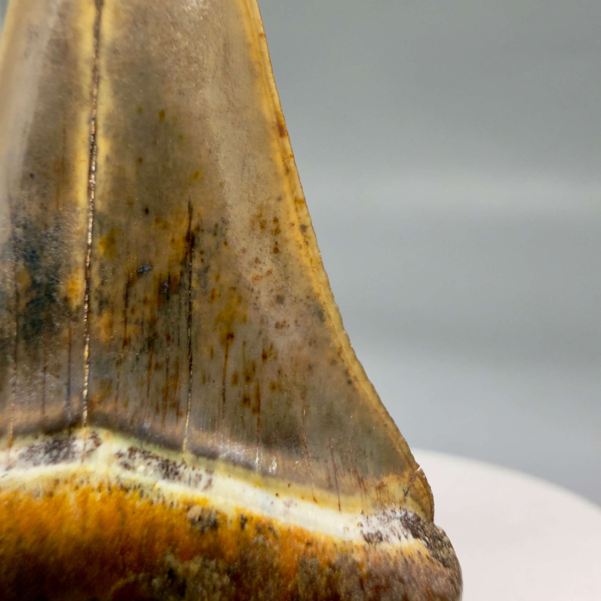 Serrations detail View  Stunning, high quality 1.99" long Fossil Transitional Great White - Carcharodon hubbelli Tooth from Peru | Fossil for Sale megalodonteeth.com GW1379 - 2