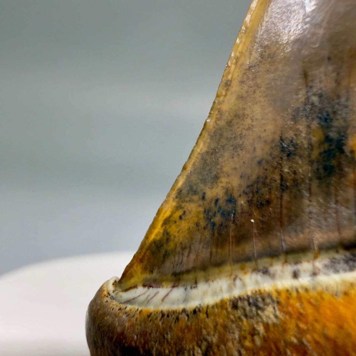 Serrations detail View  Stunning, high quality 1.99" long Fossil Transitional Great White - Carcharodon hubbelli Tooth from Peru | Fossil for Sale megalodonteeth.com GW1379 - 3