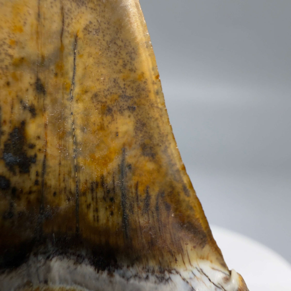 Serrations detail View  Stunning, high quality 1.99" long Fossil Transitional Great White - Carcharodon hubbelli Tooth from Peru | Fossil for Sale megalodonteeth.com GW1379 - 4