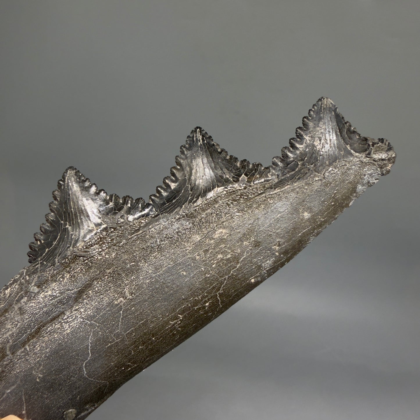Teeth detail View Very rare 7.34" Fossil Edestus heinrichi shark Jaw - 300 million years old megalodonteeth.com R645