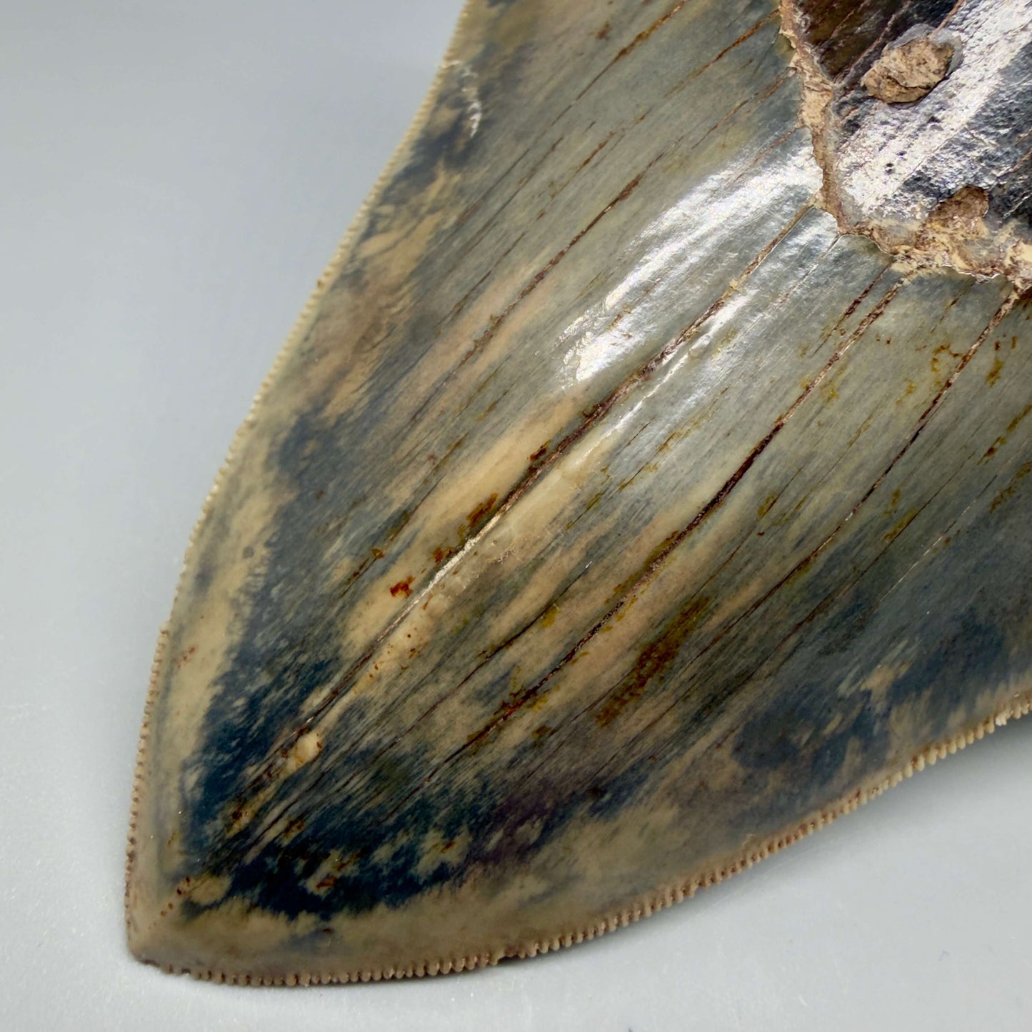 Tip Detail View Authentic, Collector's quality 5.25″ Colorful Megalodon Tooth – West Java Indonesia MJ181 