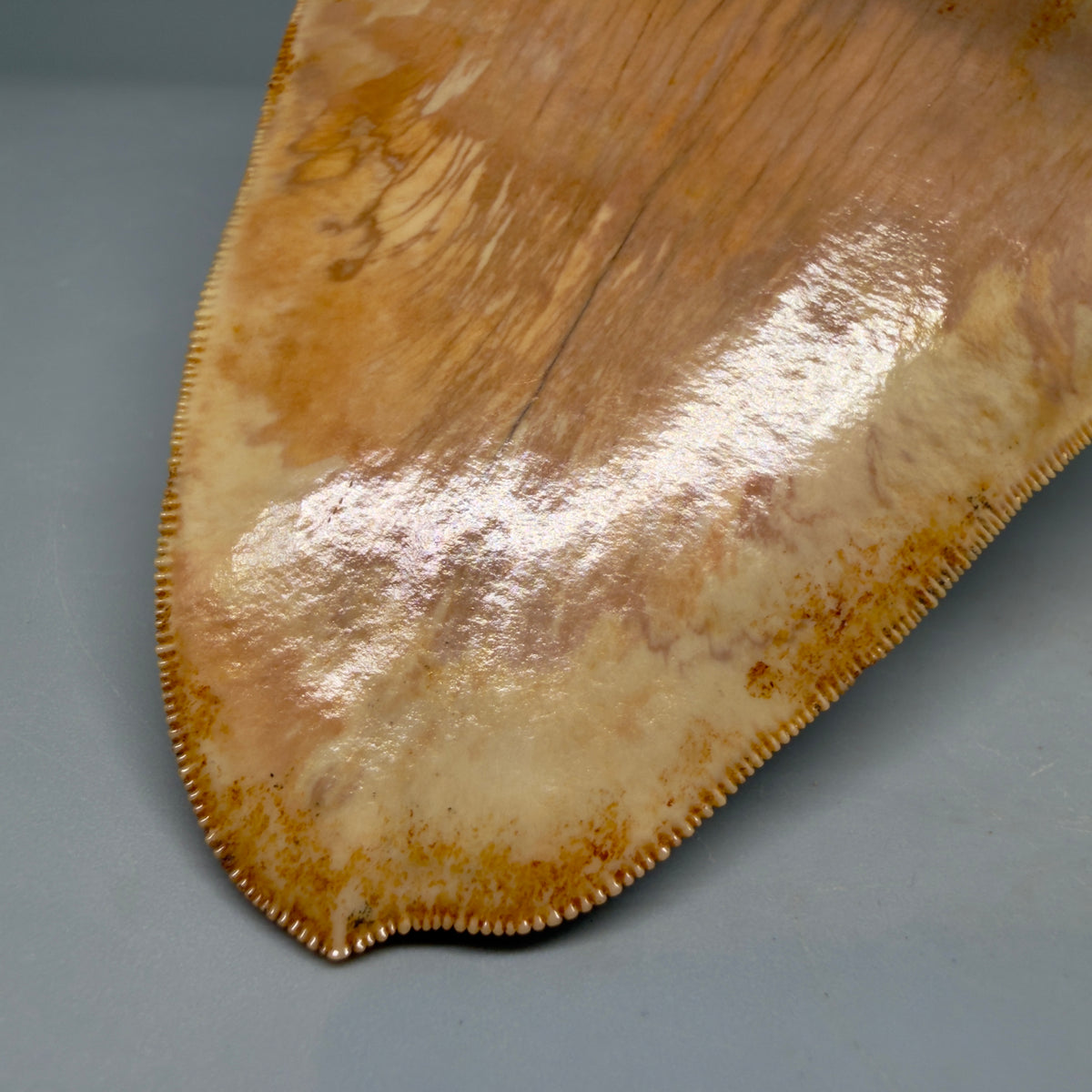 Tip Detail View Authentic, Collector's quality deformed 5.62″ Colorful Megalodon Tooth – West Java Indonesia megalodonteeth.com CM674