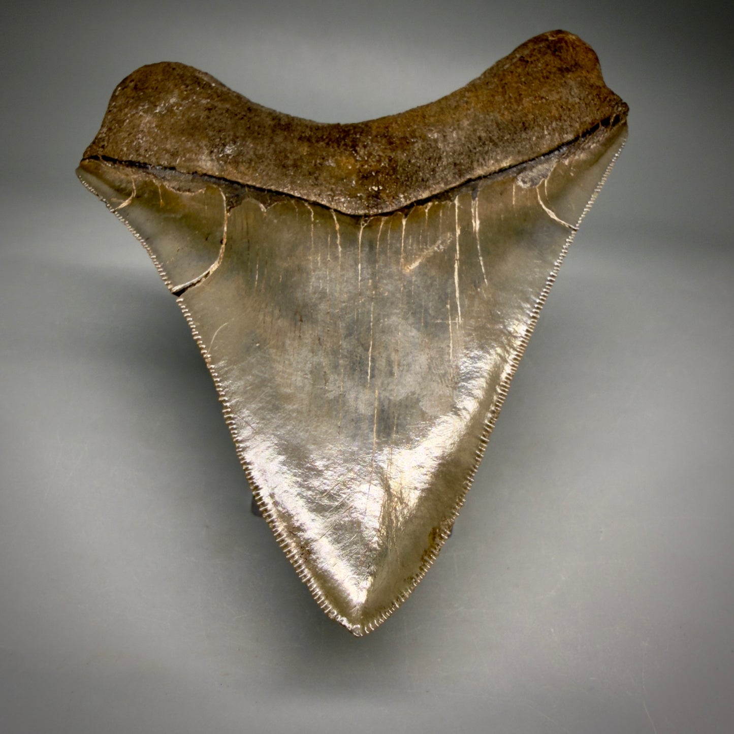 Tip Detail View Stellar Lower Lateral 4.67" Fossil Megalodon Shark Tooth - Georgia - Collector's Quality megalodonteeth.com CM6605
