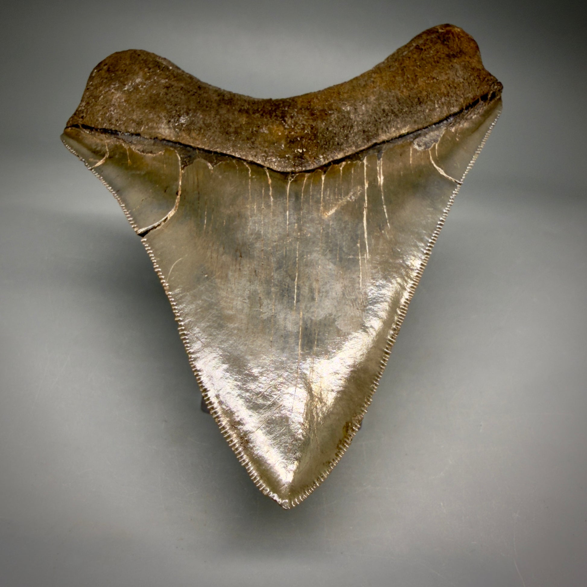 Tip Detail View Stellar Lower Lateral 4.67" Fossil Megalodon Shark Tooth - Georgia - Collector's Quality megalodonteeth.com CM6605