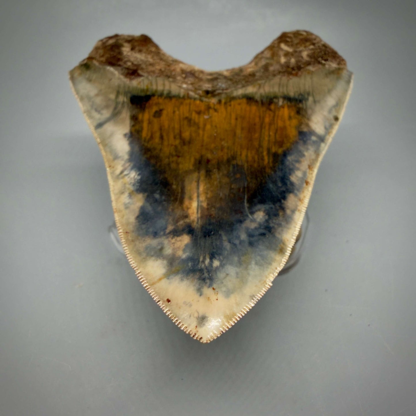 Tip detail View Authentic, Collector's quality 5.25″ Colorful Megalodon Tooth – West Java Indonesia MJ181 - 1