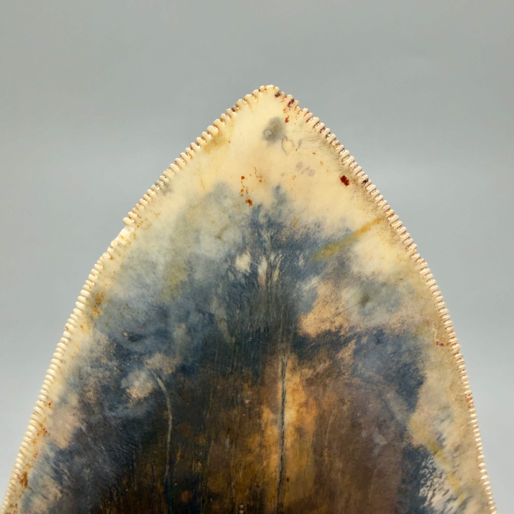 Tip detail View Authentic, Collector's quality 5.25″ Colorful Megalodon Tooth – West Java Indonesia MJ181 - 2