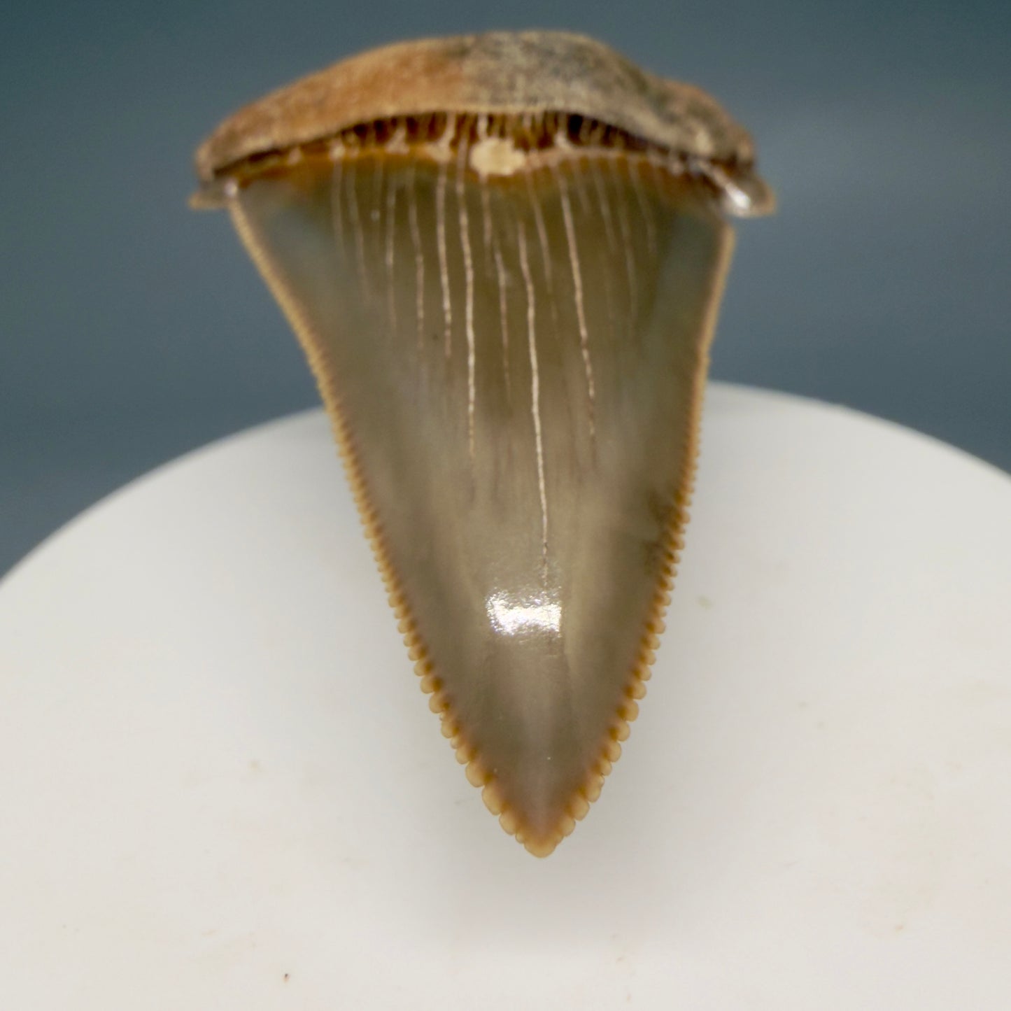 Tip detail View Collector's Quality 2.51" Fossil Carcharocles angustidens Shark Tooth from Charleston, South Carolina AN472 - 1
