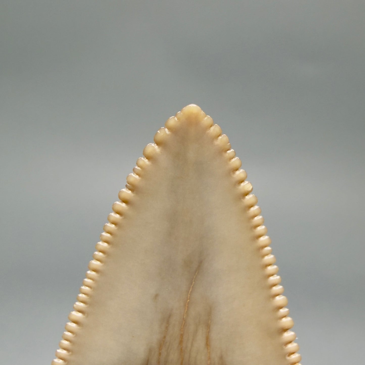 Tip detail View Collector's Quality 2.51" Fossil Carcharocles angustidens Shark Tooth from Charleston, South Carolina AN472