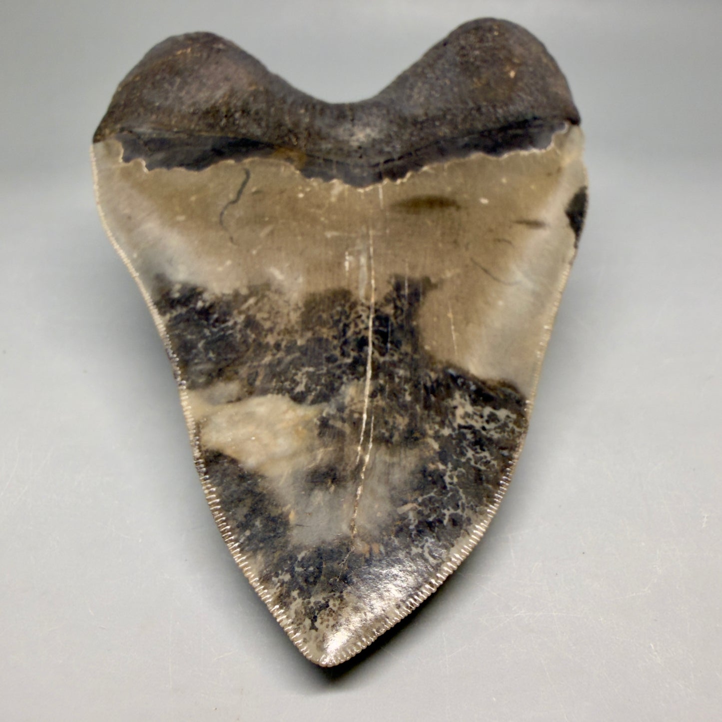 Tip detail View Colorful, collector's quality 5.75" Fossil Monster Megalodon Tooth - South Carolina, USA megalodonteeth.com CM6607