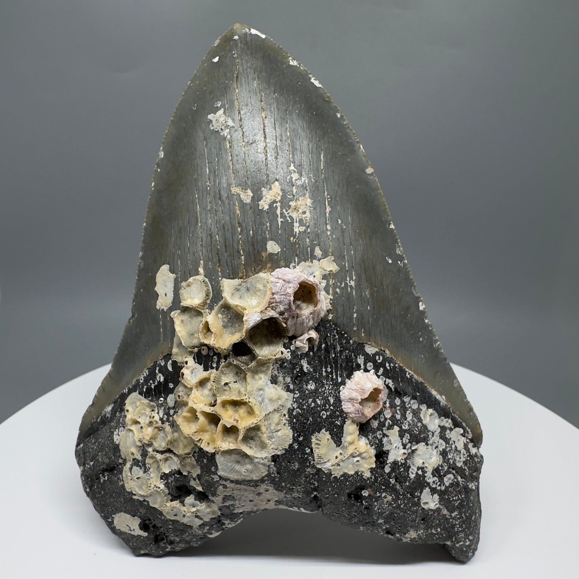 Uncleaned, natural 4.89" Fossil Megalodon Tooth from North Carolina CM5325 - Front