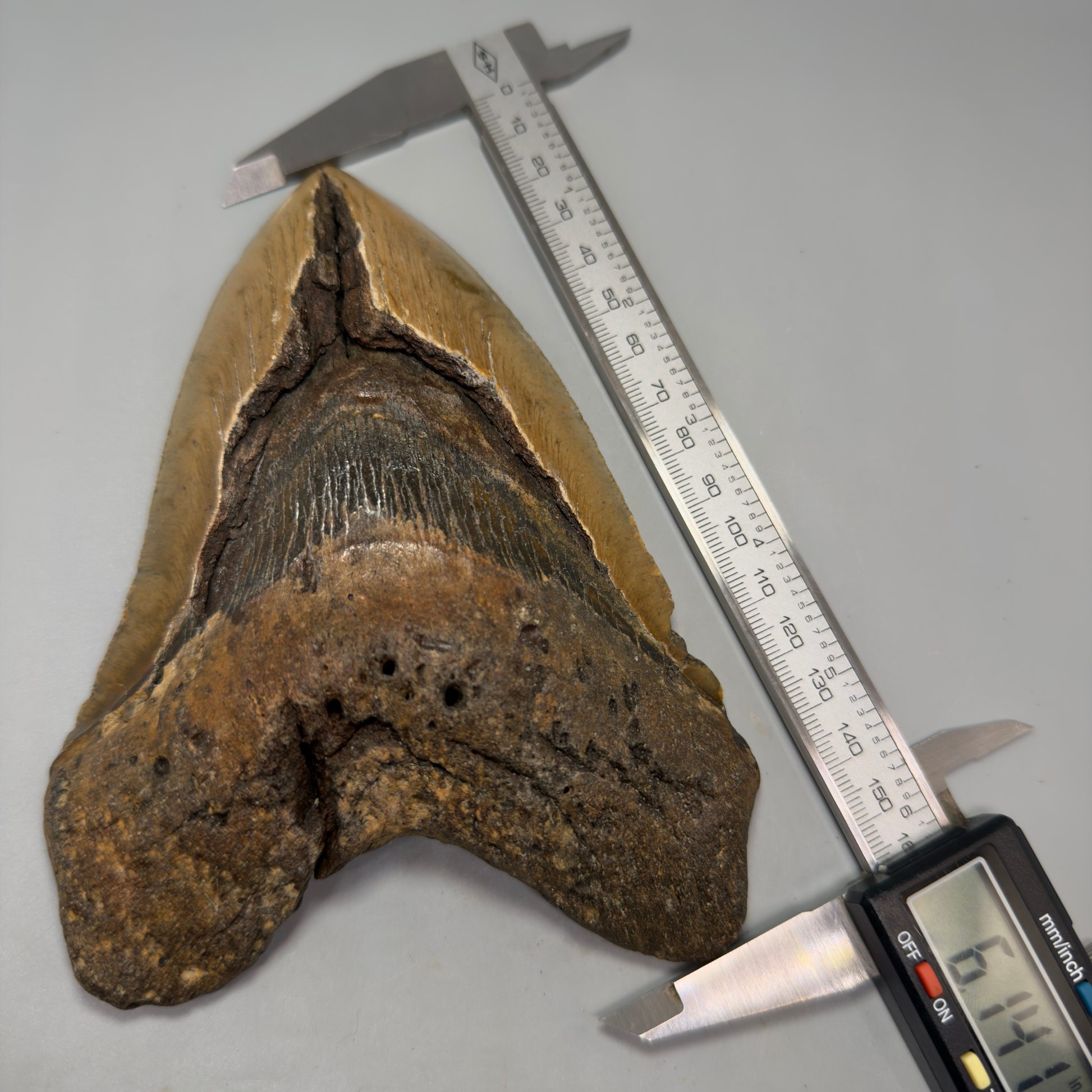 Front in calipers View 6.14" WIDE Authentic Megalodon Tooth – Extra Large, Colorful Fossil from North Carolina CM6278