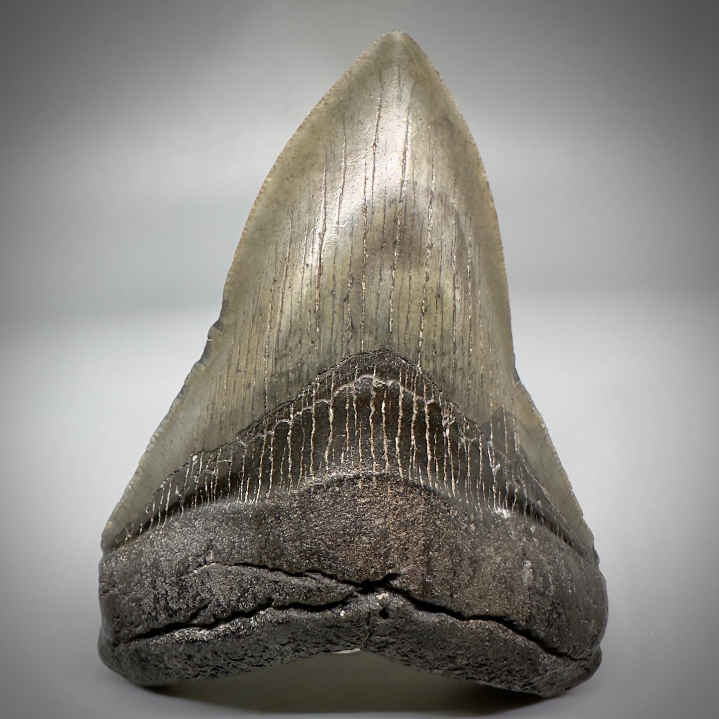 Very Colorful 4.36" Fossil Megalodon Tooth - South Carolina CM5288 - Front