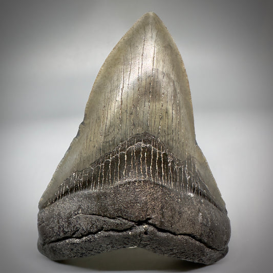 Very Colorful 4.36" Fossil Megalodon Tooth - South Carolina CM5288 - Front