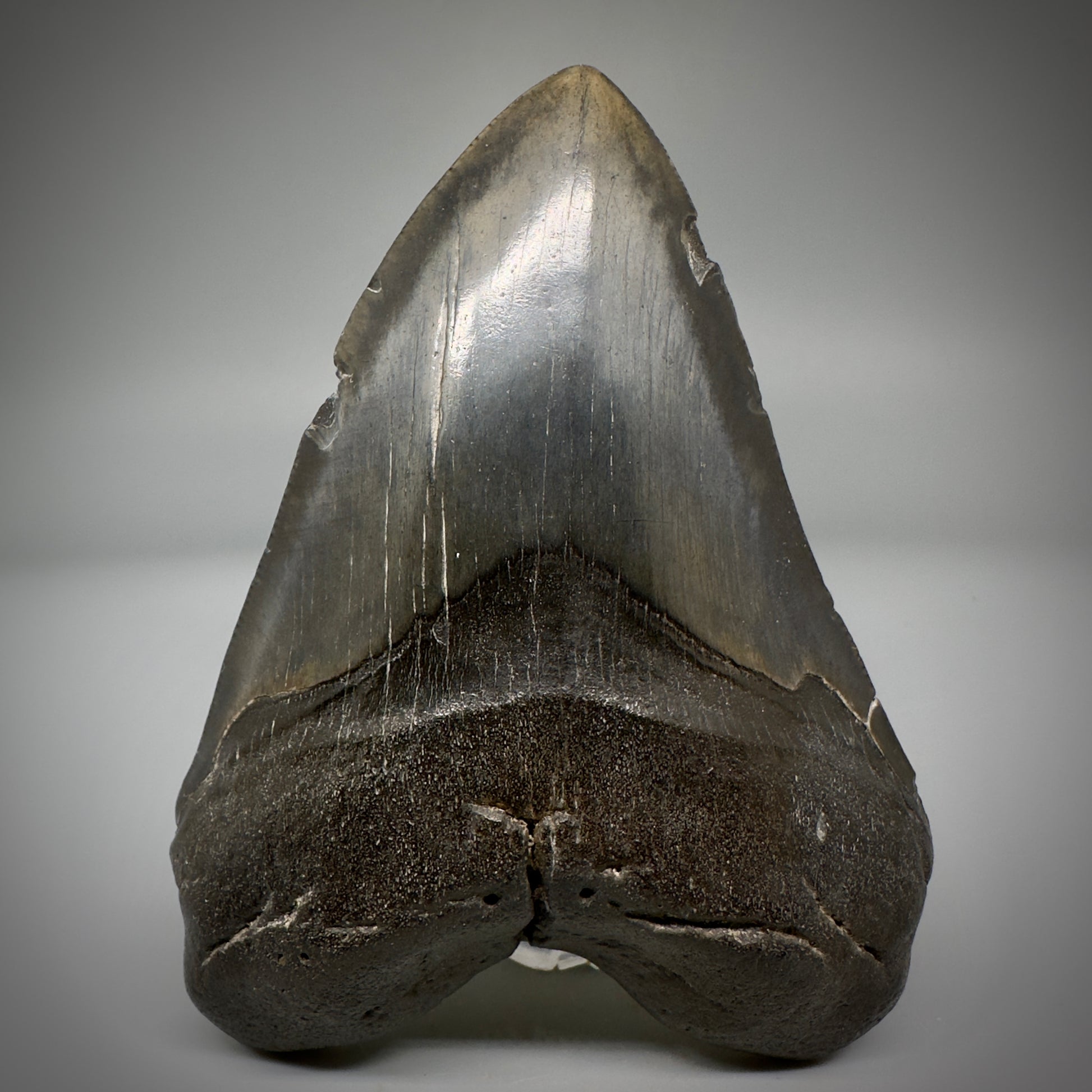 Very Colorful 4.73" Fossil Megalodon Tooth - South Carolina CM5290 - Front