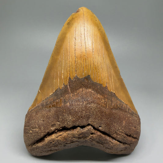 Very LARGE, colorful 5.74" Fossil Megalodon Tooth - Wilmington North Carolina CM5375 - Front