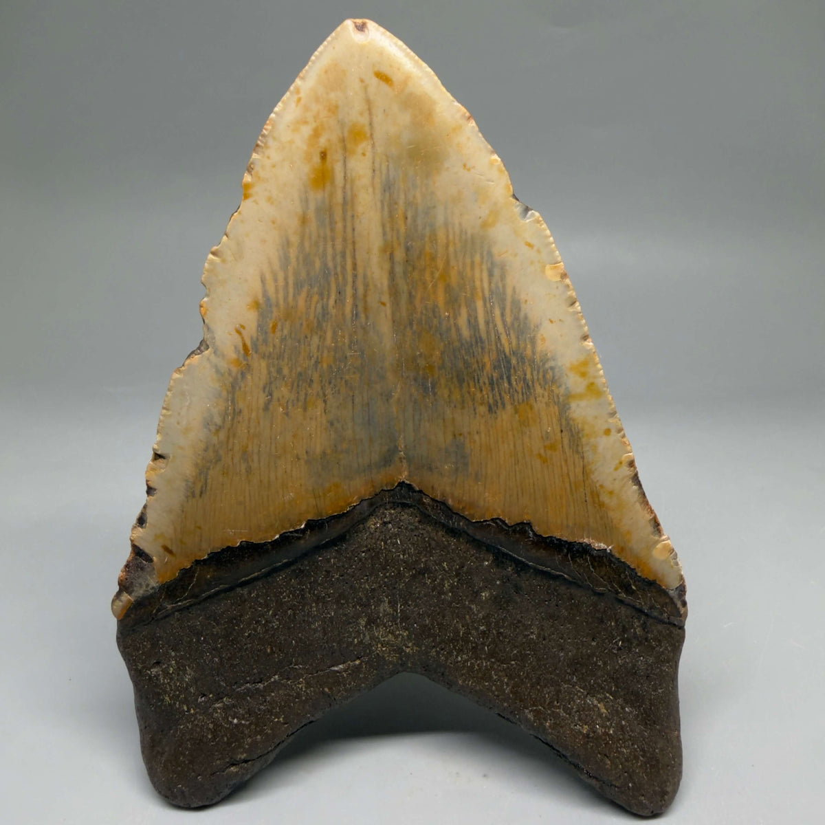 Back View Colorful, heart-shaped 5.22" Authentic Megalodon Tooth – North Carolina Fossil | Carcharocles megalodon megalodonteeth.com CM6712 