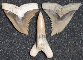 Hemipristis serra
