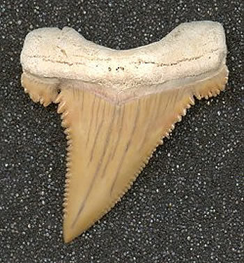 Palaeocarcharodon orientalis