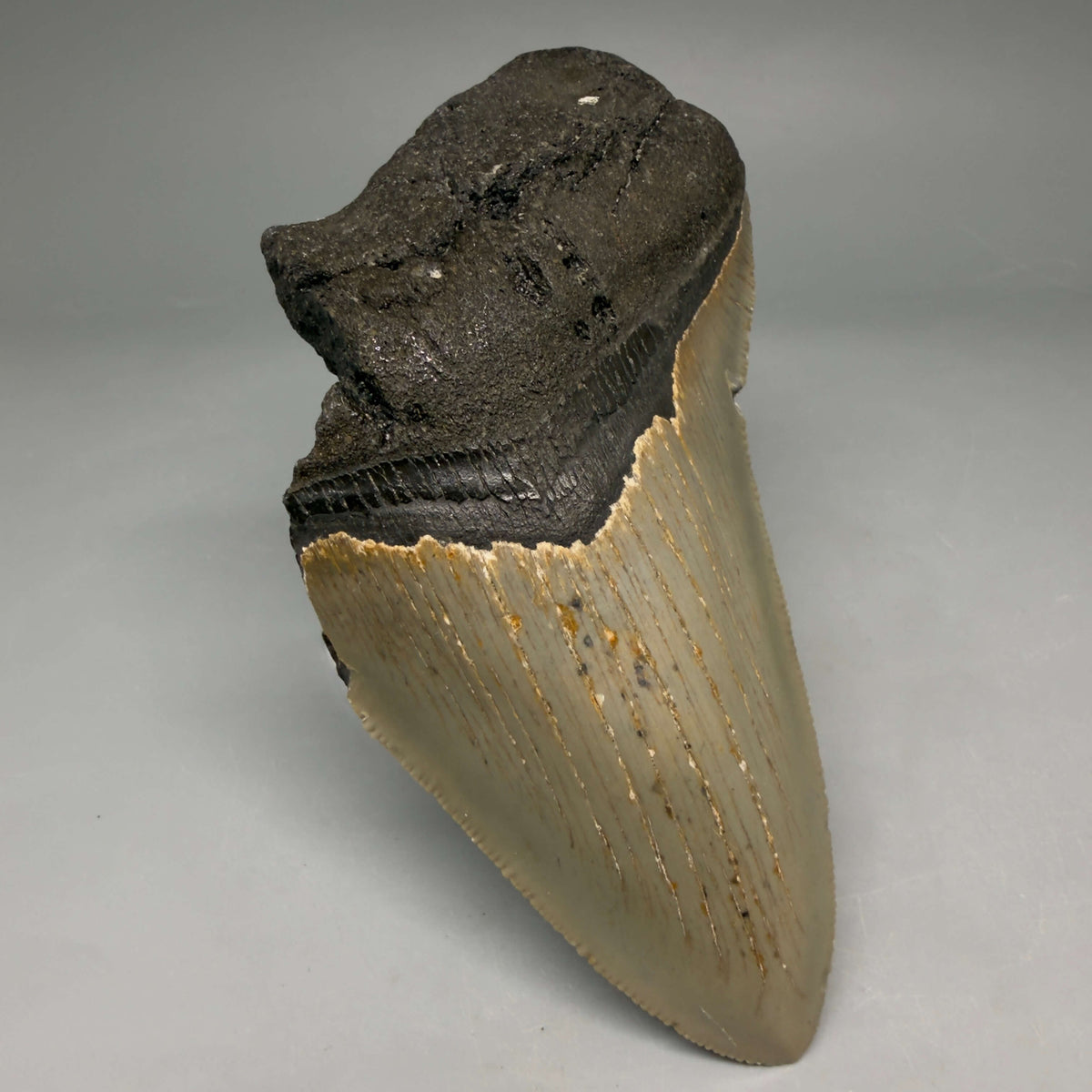 Front Left View Colorful 4.61" Authentic Megalodon Tooth – North Carolina Fossil | Carcharocles megalodon megalodonteeth.com CM6648