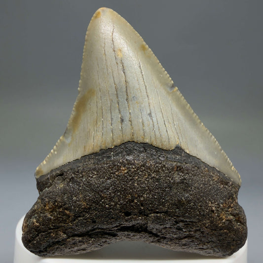 Front View Colorful 2.47" Fossil Megalodon Tooth - Authentic Carcharocles megalodon Fossil from North Carolina megalodonteeth.com CM6783